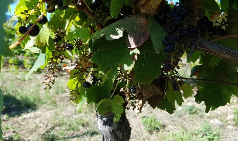 Red grapes